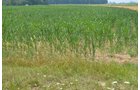 Property photo 7 - 51.5 Acres Offered in 5 tracts, 2 Farm Sites